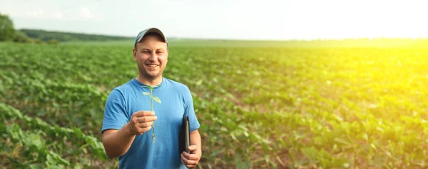 Agricoltore Tiene Piantine Girasole Nelle Sue Mani Fuoco Selettivo Agronomo — Foto Stock