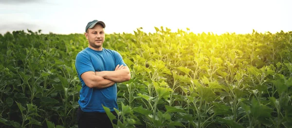 Farmer Stands Background Agricultural Field Sunflowers Selective Focus Panorama Agronomist — Foto de Stock