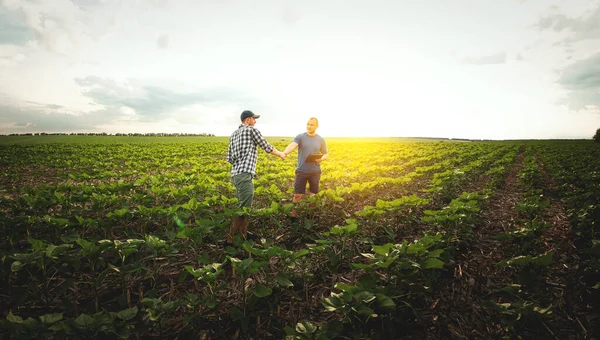 Két Farmer Egy Mezőgazdasági Területen Napraforgóval Agronómus Mezőgazdasági Termelő Megvizsgálja Jogdíjmentes Stock Fotók