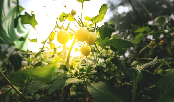 Plantas Tomate Invernadero Plantación Tomates Verdes Agricultura Ecológica Crecimiento Las —  Fotos de Stock