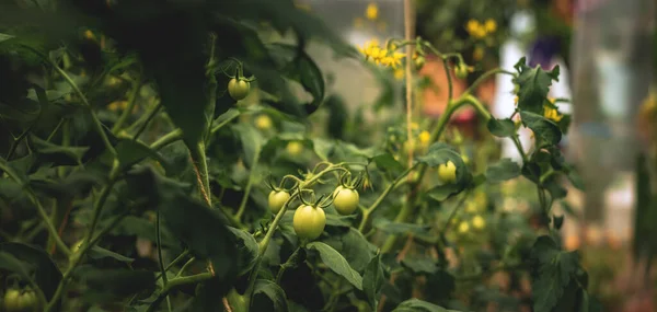 Plantas Tomate Invernadero Plantación Tomates Verdes Agricultura Ecológica Crecimiento Las —  Fotos de Stock
