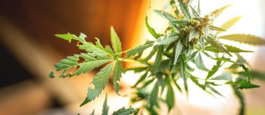 Kenevir bitkisi haşerelerle dolu. Zararlı böceklerin marihuana üzerindeki etkisi