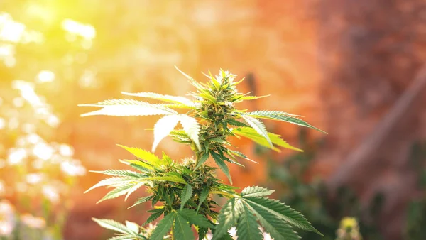 Blooming Marijuana Growing Cannabis Leaf Medicinal Plant Harvest Blooming Indica — Stock Photo, Image