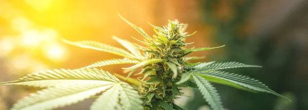 Blooming Marijuana Growing Cannabis Leaf Medicinal Plant Harvest Blooming Indica — Stock Photo, Image