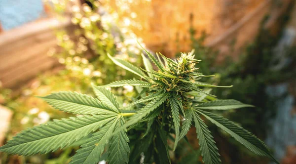 Marihuana Açıyor Esrar Yetiştiriyorum Tıbbi Bir Bitki Yaprağı Çiçek Açan — Stok fotoğraf