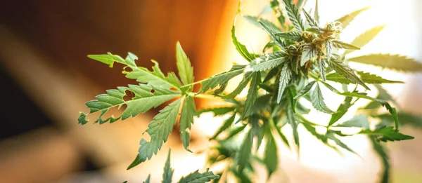 Kenevir bitkisi haşerelerle dolu. Zararlı böceklerin marihuana üzerindeki etkisi