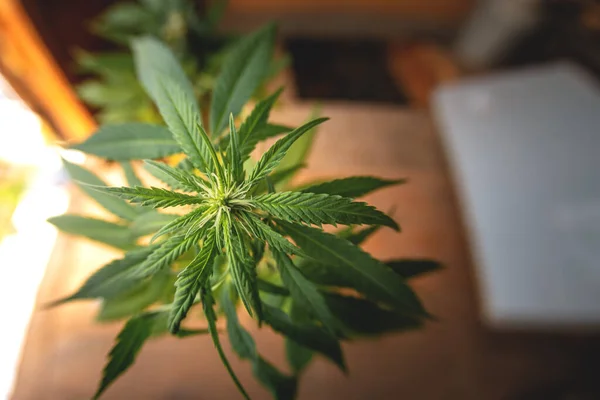 Virágzó Marihuána Kannabiszt Termesztek Egy Gyógynövény Levele Szüretelj Egy Virágzó — Stock Fotó