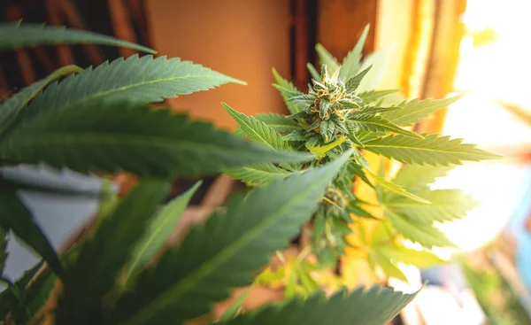 Virágzó Marihuána Kannabiszt Termesztek Egy Gyógynövény Levele Szüretelj Egy Virágzó — Stock Fotó