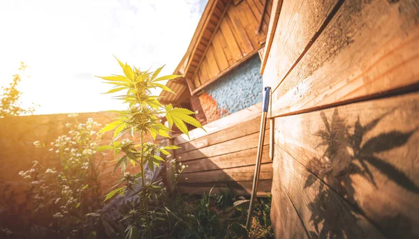Blooming Marijuana Growing Cannabis Leaf Medicinal Plant Harvest Blooming Indica —  Fotos de Stock