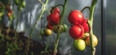 Growing red and green tomatoes. Ripe and ripening tomatoes in a home greenhouse