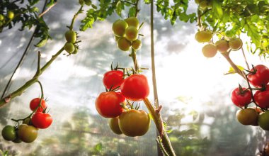 Growing red and green tomatoes. Ripe and ripening tomatoes in a home greenhouse