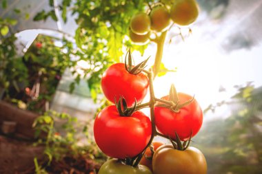 Growing red and green tomatoes. Ripe and ripening tomatoes in a home greenhouse