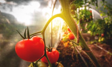 Growing red and green tomatoes. Ripe and ripening tomatoes in a home greenhouse