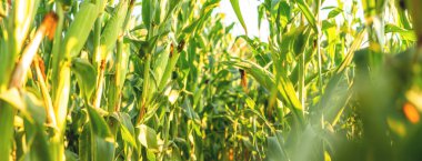 Organik mısır tarlasında seçici bir mısır koçanı resmi