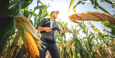 A young agronomist inspects the quality of the corn crop on agricultural land. Farmer in a corn field on a hot sunny day