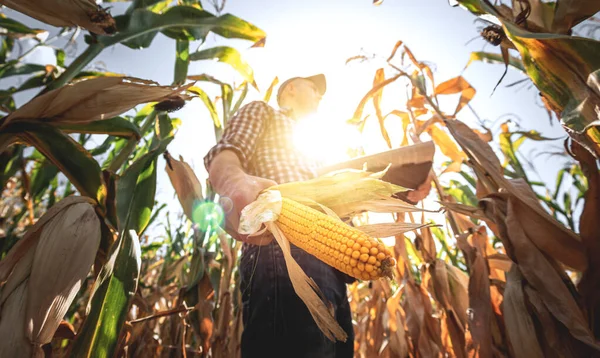 A young agronomist inspects the quality of the corn crop on agricultural land. Farmer in a corn field on a hot sunny day