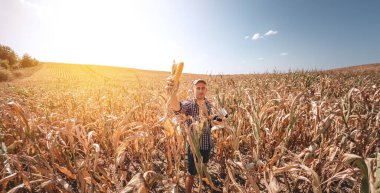 A young agronomist inspects the quality of the corn crop on agricultural land. Farmer in a corn field on a hot sunny day