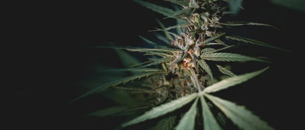 Kwitnie Marihuana Ciemnym Tle Uprawa Konopi Liść Rośliny Leczniczej Zbieraj — Zdjęcie stockowe