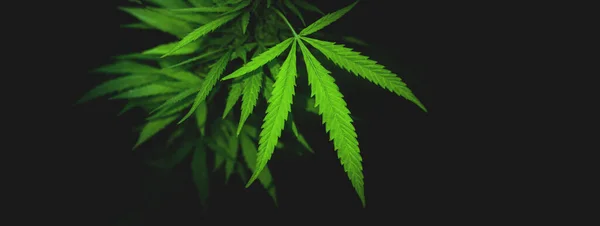 Karanlık Bir Arka Planda Marihuana Yetiştirmek Kenevir Ekimi Tıbbi Bir — Stok fotoğraf