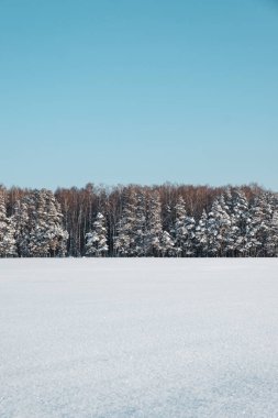 Kış ormanı Karlı kış. Ormanın önündeki kar tarlası.