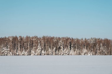 Kış ormanı Karlı kış. Ormanın önündeki kar tarlası.