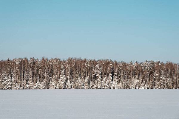 Зимний лес. Снежная зима. Снежное поле перед лесом