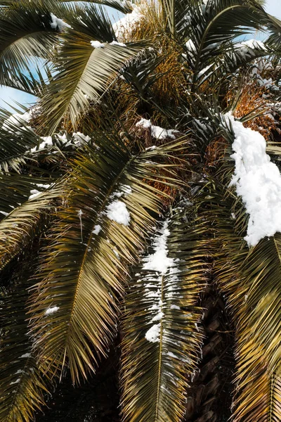 Palmeiras na neve