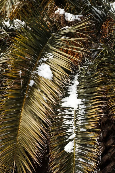 Karda palmiye ağaçları. Karla kaplı palmiye yaprakları. İklim değişikliği. Doğal afetler.