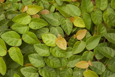 sürünen incir - ficus pumila