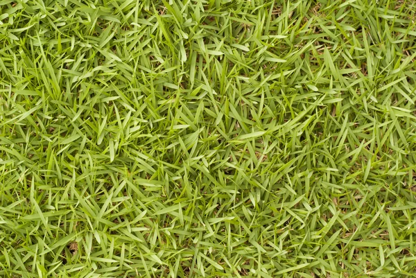 Bermuda Grass - Cynodon dactylon — Stock Photo, Image