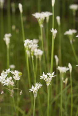 Çin sarımsak Frenk soğanı çiçeklenme