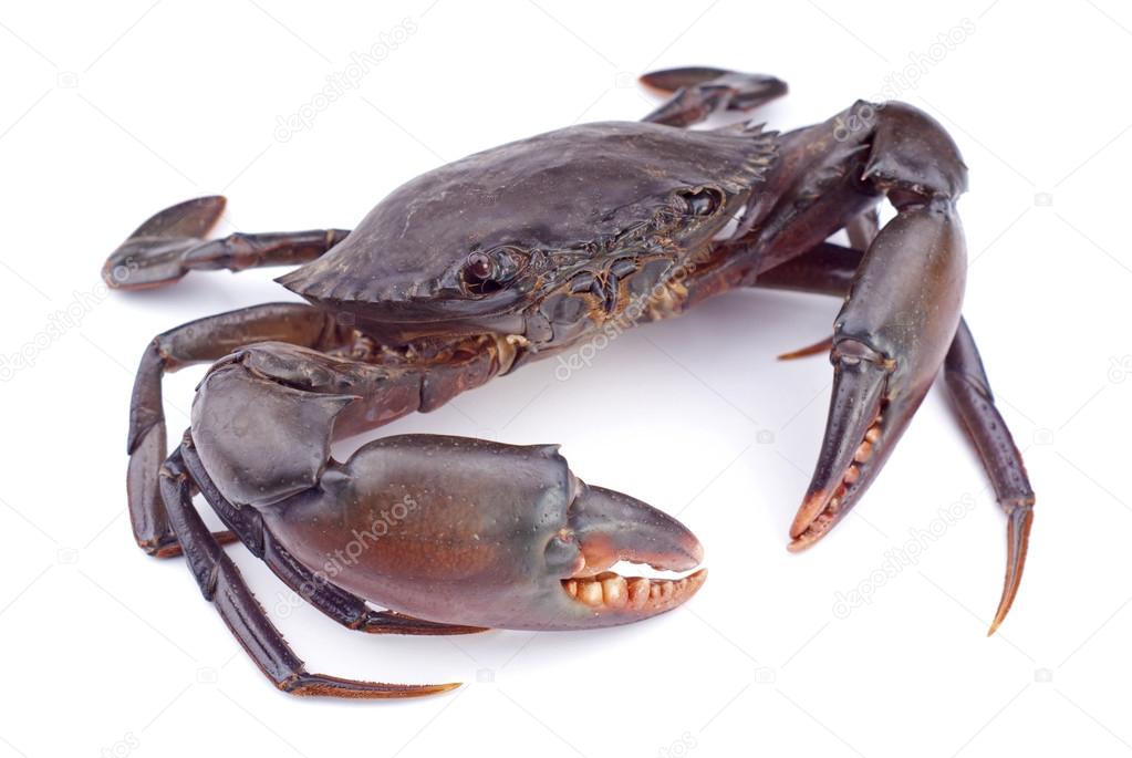 Live Mud Crab - Scylla serrata