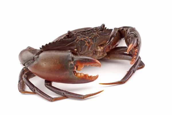 Live Mud Crab - Scylla serrata — Stock Photo, Image