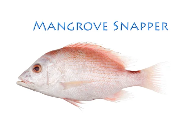 Mangrove Snapper — Stockfoto