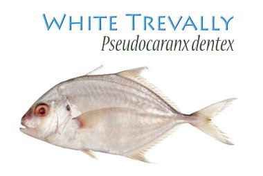 Beyaz trevally