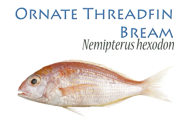 Ornate Threadfin Bream — Stock Photo, Image