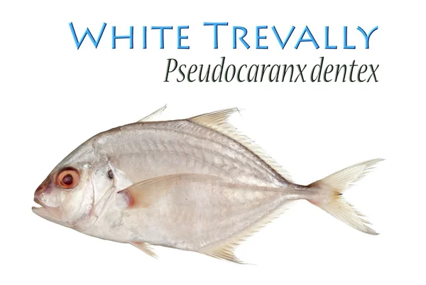 Fehér Trevally Stock Kép