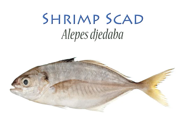 Shrimp Scad — Stock Photo, Image