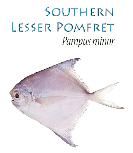 Southern Lesser Pomfret — Stock Photo, Image