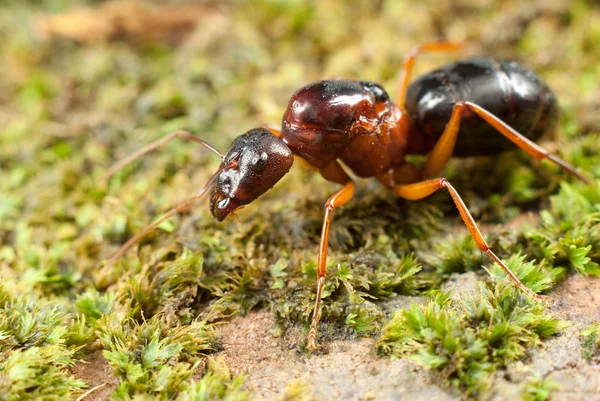 Queen weaver hangya párzás után aprított szárnyakkal Jogdíjmentes Stock Képek