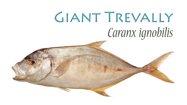 Giant Trevally - Caranx ignobilis. File non affilato — Foto Stock