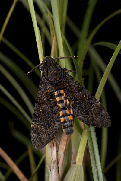Death's Head Hawk Moth - Acherontia lachesis