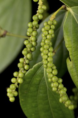 Yeşil peppercorns veya piper nigrum