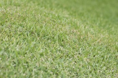 bermuda Çim mowed veya cynodon dactylon