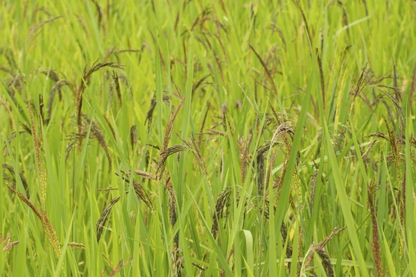 Ripening Wet Padi in Open Field — Stock Photo, Image