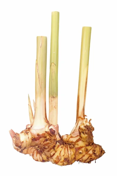 Greater Galangal — Stock Photo, Image