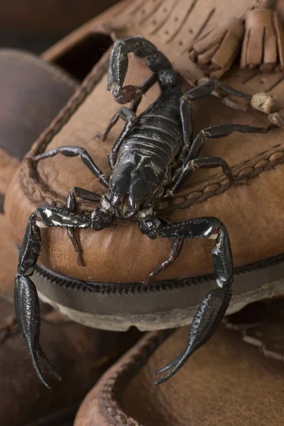 Heterometrus longimanus — Stok fotoğraf