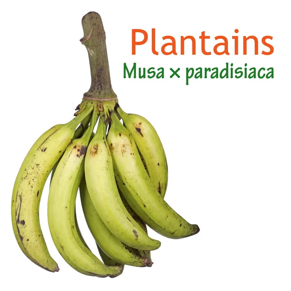 Green Plantains — Stock Photo, Image