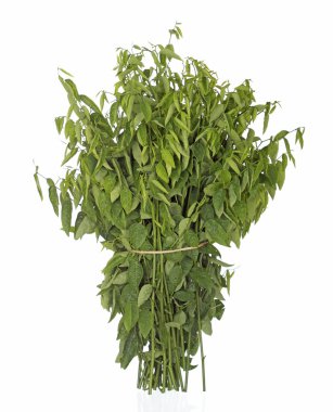 pucuk adam - sauropus androgynus