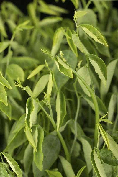 Pucuk Manis - Mentha androgynus — Foto Stock